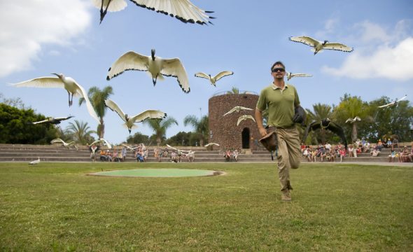 Spettacolo con uccelli nel Jungle Park a Tenerife
