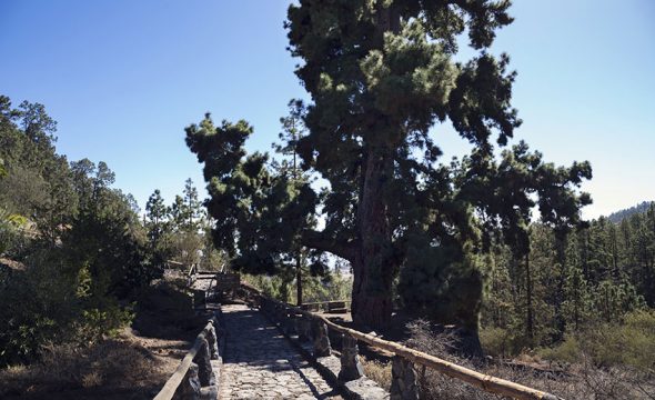 View of the trail to the Mirador Pino Gordo Viewpoint