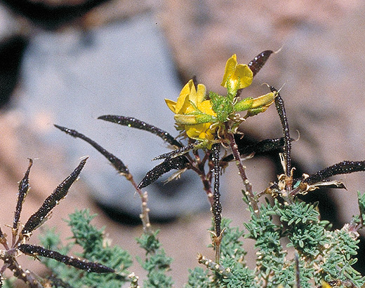 Adenocarpus viscosus, Plante à fleur jaune à Llano de Ucanca