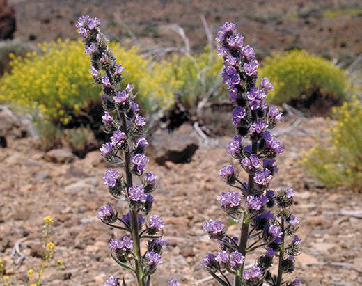 Tajinaste Picante, eine endemische Art der Zone mit blauen Blütenblättern