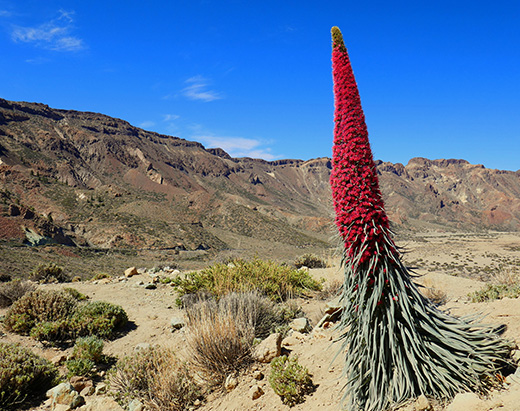 Red bugloss in Las Cañadas del Teide