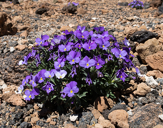 Violette du Teide : Plante qui germe à la plus grande altitude en Espagne